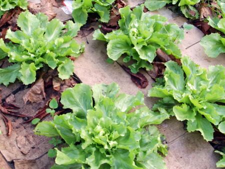 Endiviensalat im Dezember - Folientunnel