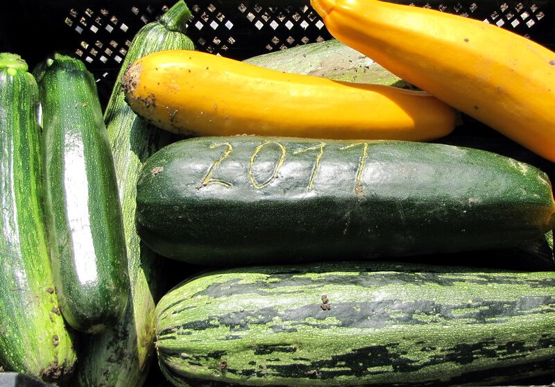 Datei:SG Zucchiniernte3.jpg