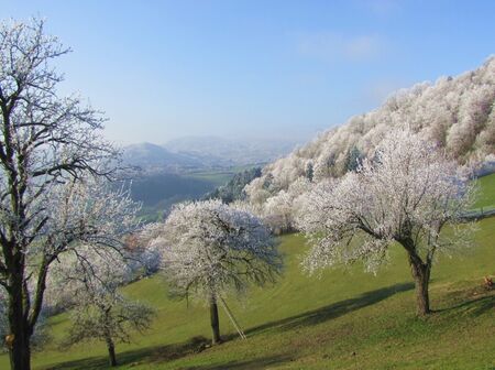 Rauhreif auf Streuobstbäumen im Laimboden
