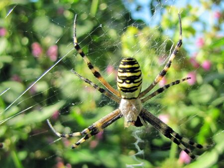 Wespenspinne in den Steinschaler Gärten