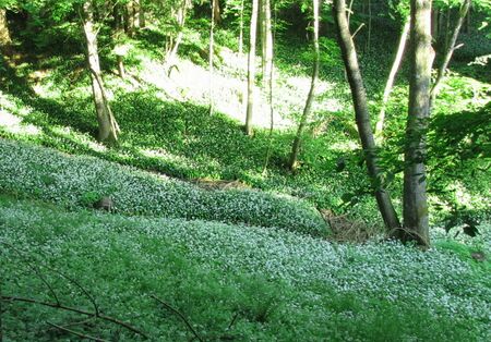 Bärlauchwald am Gaisbühel