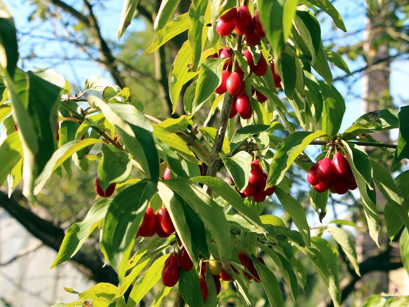 Datei:SG Längliche Dirndln.jpg