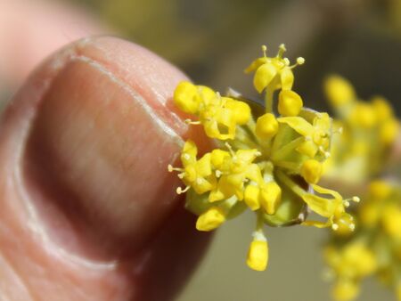 Erste Dirndlblüte Feb 2014