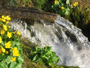 Frühlingsquelle Unterzögernitz