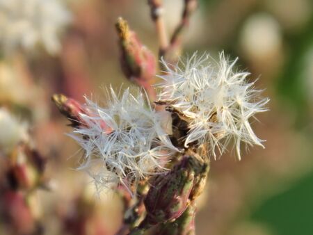 Salatblüten für Samen