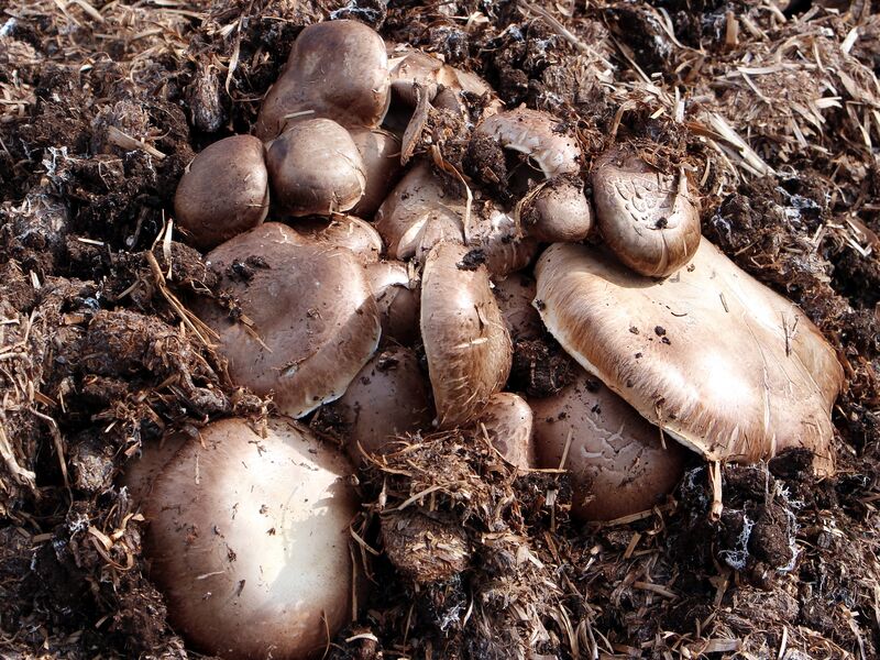 Datei:SG braune Champignons.jpg