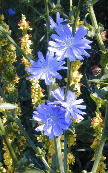 Wegwartenblüte