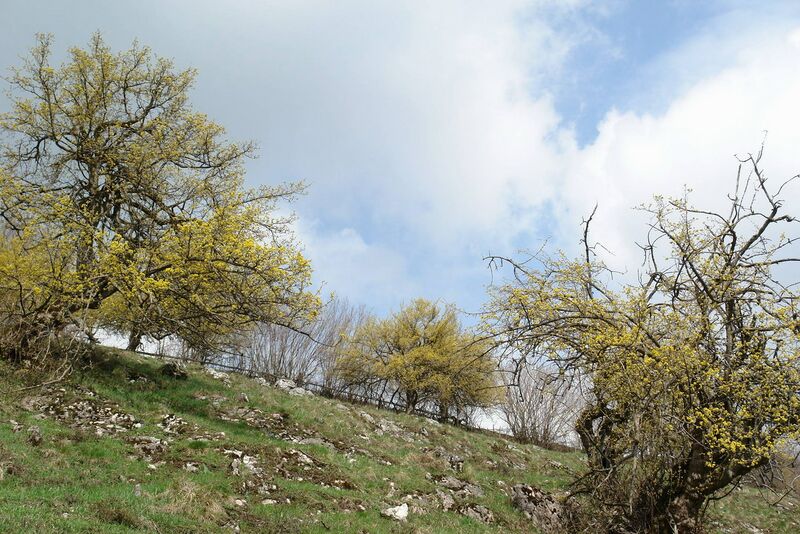 Datei:Blühende Dirndlstauden.jpg