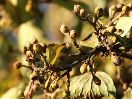 Dirndl-Knospenfülle schon im Herbst