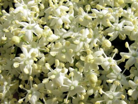 Hollerblüten Detail