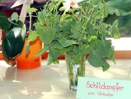 Schildampfer am Buffet zum Kennenlernen