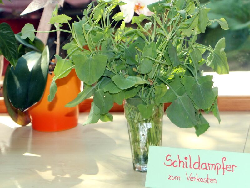 Datei:SH Schildampfer am Buffet.JPG