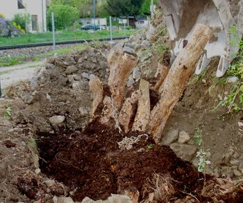 Stümmeldirndl Pflanzung - Steinschaler Gärten