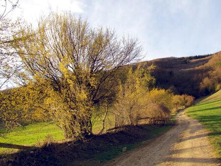 Dirndlzeiler zur Blüte