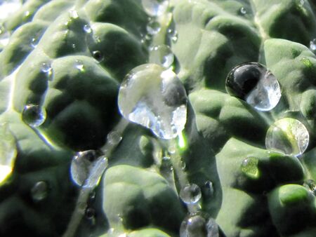 Krautblatt mit Tropfen