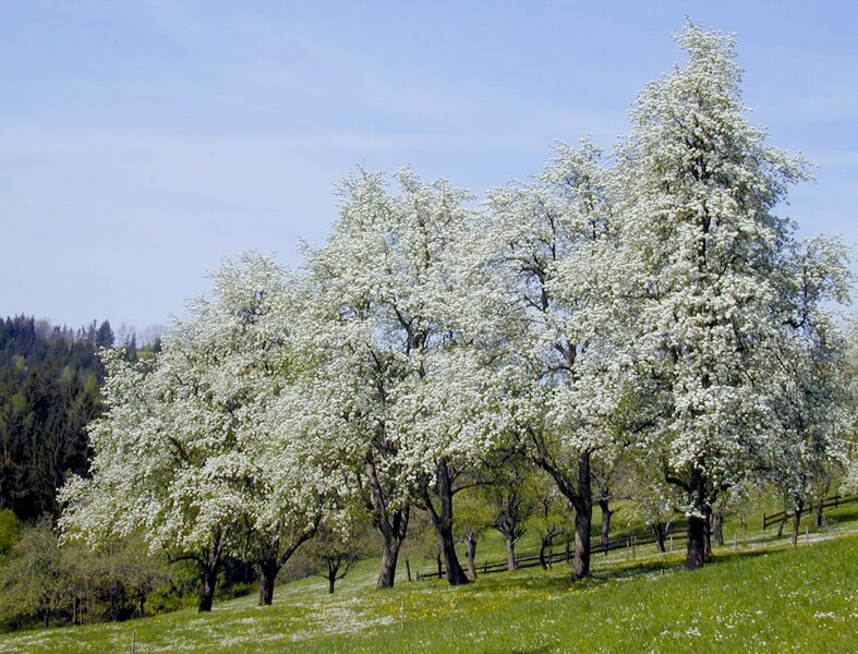 Datei:Birnbäumezeiler Blüte ff 02.jpg