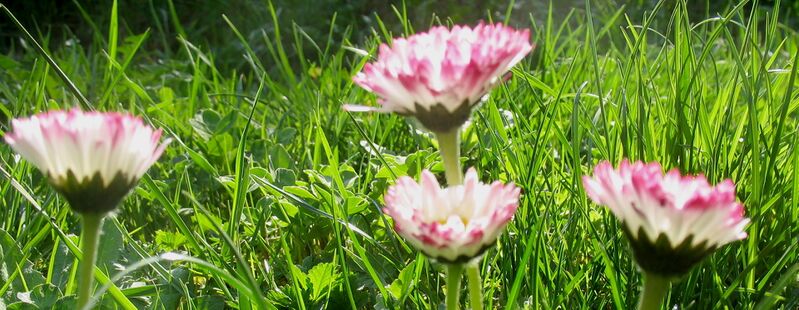 Datei:Rote Gänseblümchen.jpg