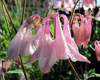 rosa Akelei - giftig