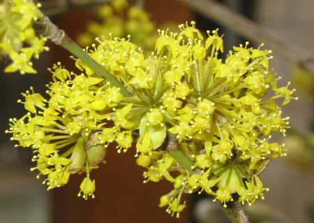 Dirndlblüten im März