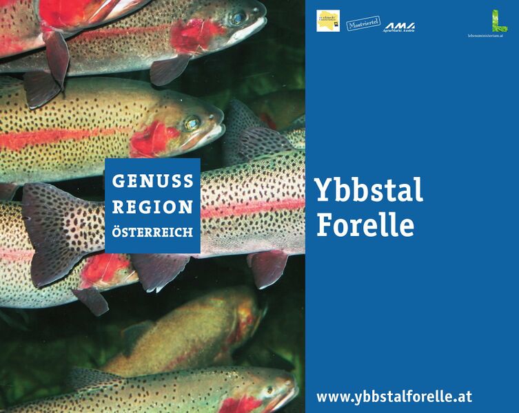 Datei:GR Ybbstalforelle.jpg