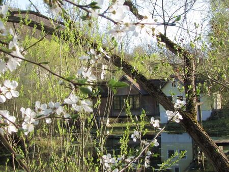 Teichbrücke im Frühjahr