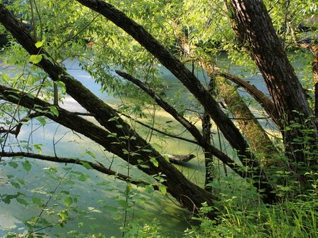 Weiden im Abendlicht