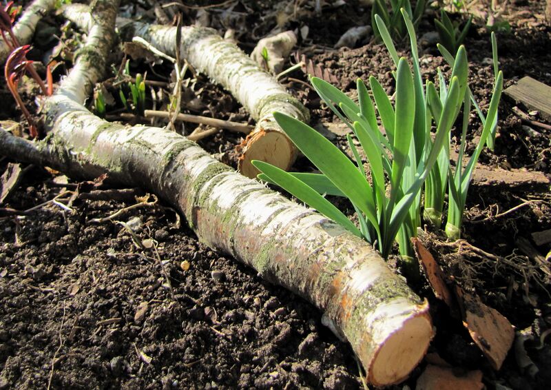 Datei:SG Erstes Grün1.jpg