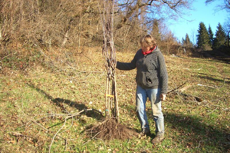 Datei:Baumpflanzung Pflanzmaterial.jpg