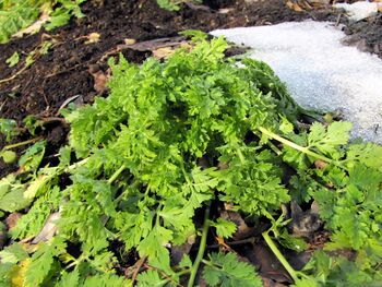 Petersilie im Winter