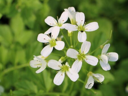 Brunnenkresseblüten