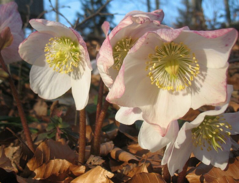 Datei:Scheerosenblüte.jpg