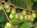 SG-Kiwi am Strauch.jpg