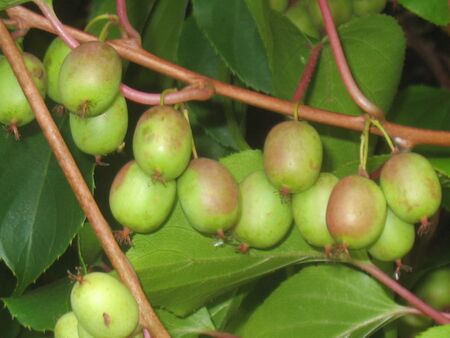 Kiwi am Strauch