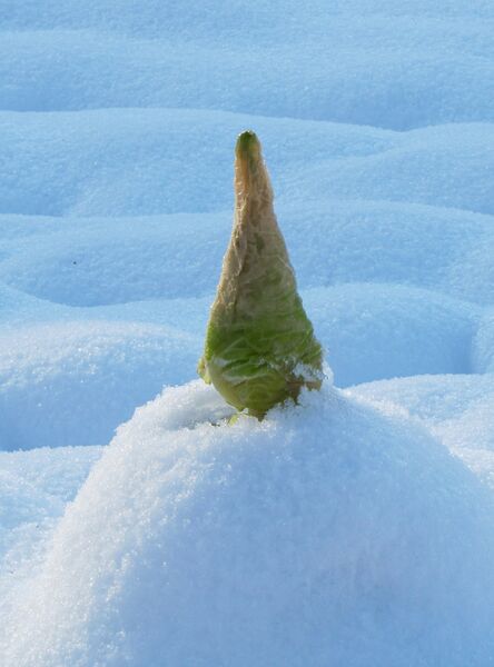 Datei:SG-Spitzkraut - Winter.jpg