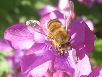 SG - Biene auf Mondviole