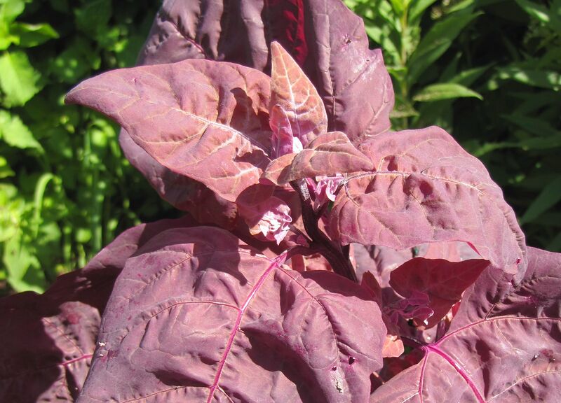 Datei:SG Rote Melde.jpg