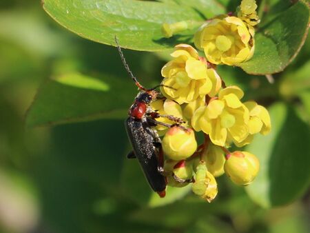 (Soldatenkäfer)Käfer auf Weinscharl