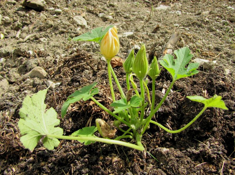 Datei:SG-Kürbis Pflanze.jpg