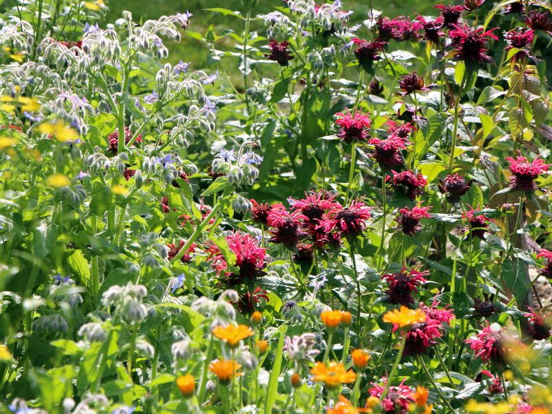 Datei:SG PG Naturgarten Blütenfülle.JPG