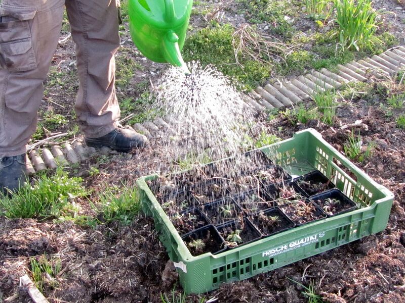 Datei:SG Giessen Jungpflanzen.jpg