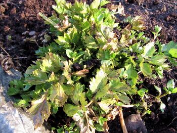 Schnittzeller am Winterende