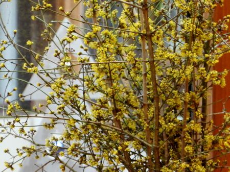 Dirndlbarbara- Zweige