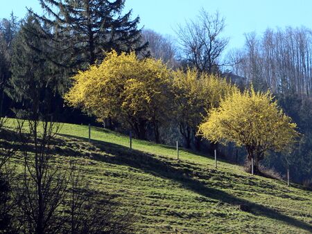 Dirndlblüte auf der Hacklseite