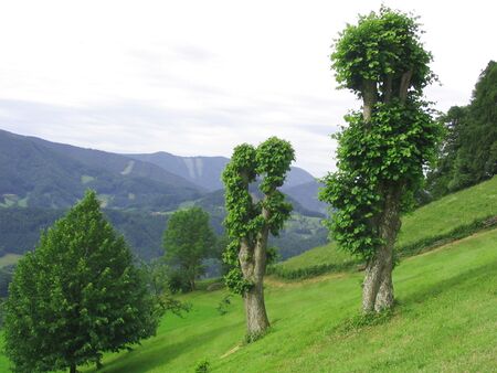 Schnoatbam auf dem Gaisbühel