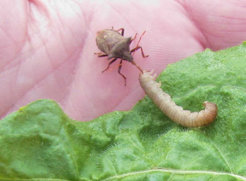 Datei:SG-Wanze frisst Raupe.jpg