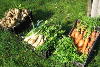 Wurzelgemüse aus SG