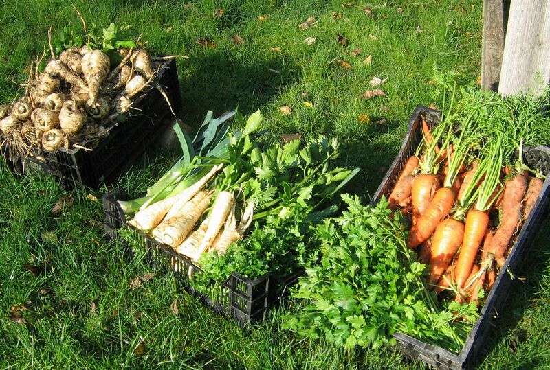 Datei:SG Wurzelgemüse.jpg