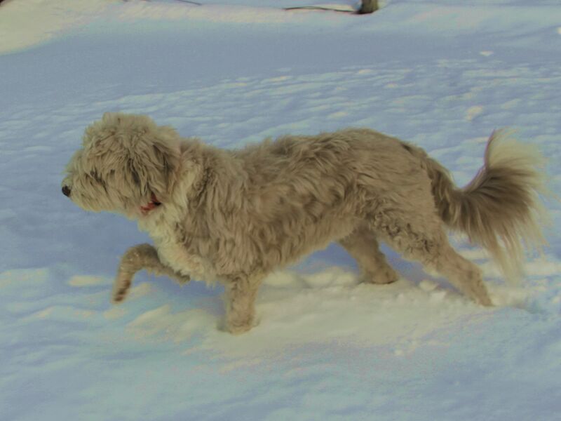 Datei:EST Paula im Schnee.jpg