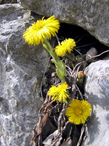 Datei:Huflattich Frühjahr.jpg