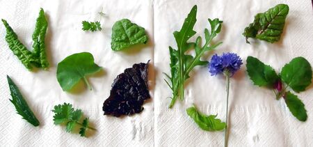 Wildkräuter in einem Dirndlsalat